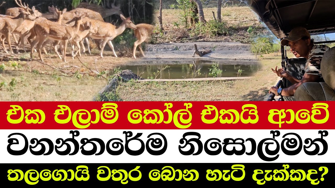 එක එලාම් කෝල් එකයි ආවේ | වනන්තරේම නිසොල්මන් | තලගොයි වතුර බොන හැටි දැක්කද?