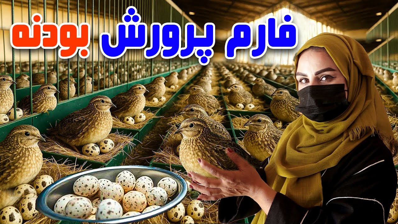 فارم پرورش بودنه در کابل، گزارش فرشته عظیمی