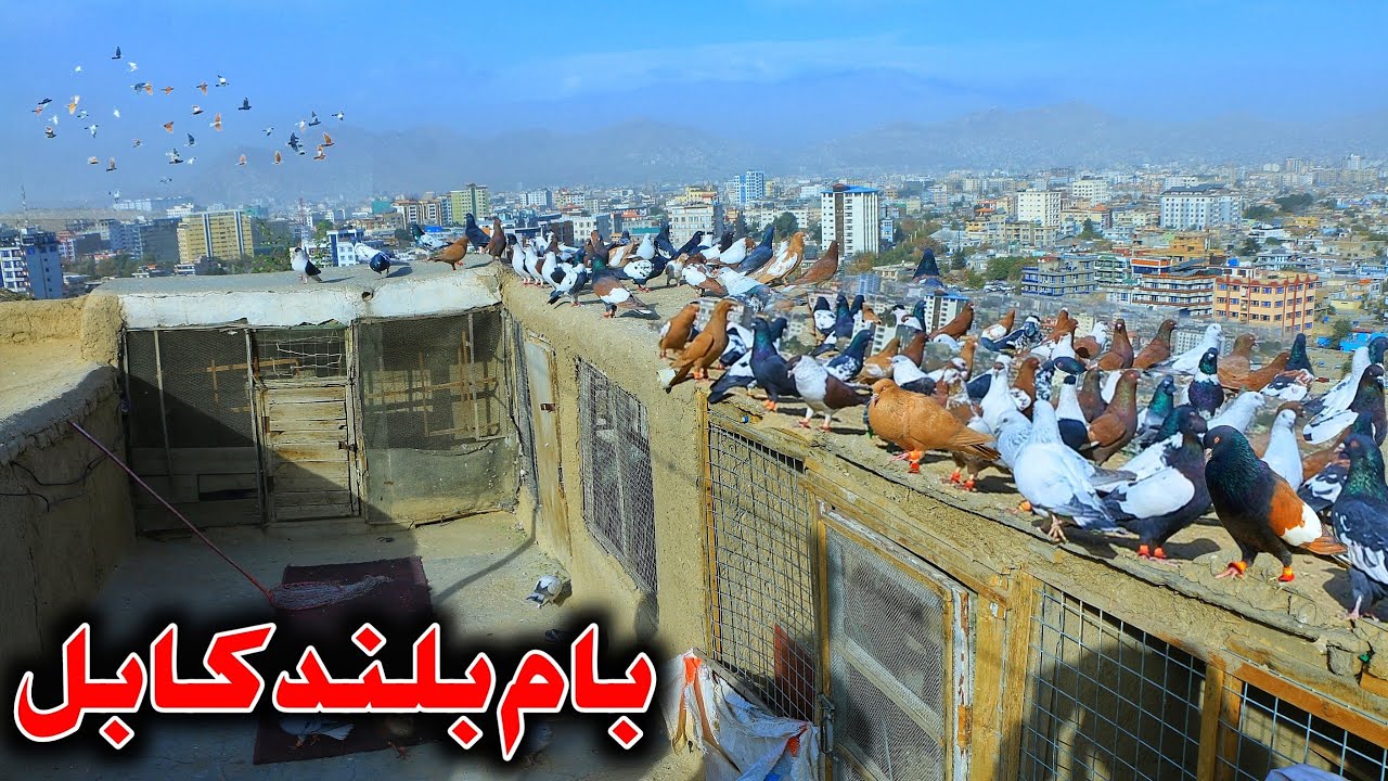 خیل گد خور - پنجصد کفتر در هوا || شوق از بام بلند کابل | فرار شکار های پی در پی از بالای ریز 