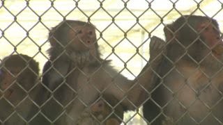 Fighting Zika with monkeys