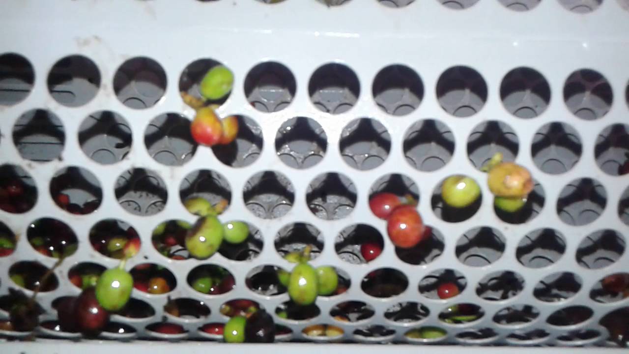 Máquina Separadora de Grãos de Café
