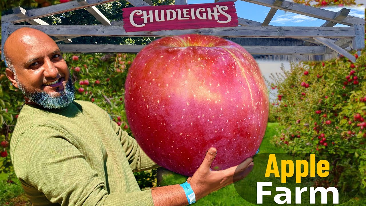 A Day in the Orchard Apple Picking Adventures ||Autumn Delights A Journey Through the Apple Orchard