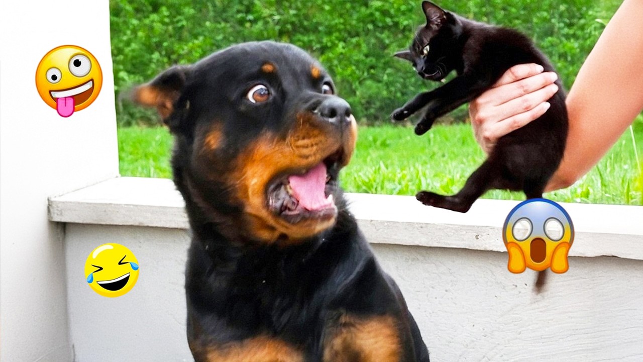 You Will Laugh Until Your Stomach Hurts 😂🐶 Funniest Dogs 2026! #1
