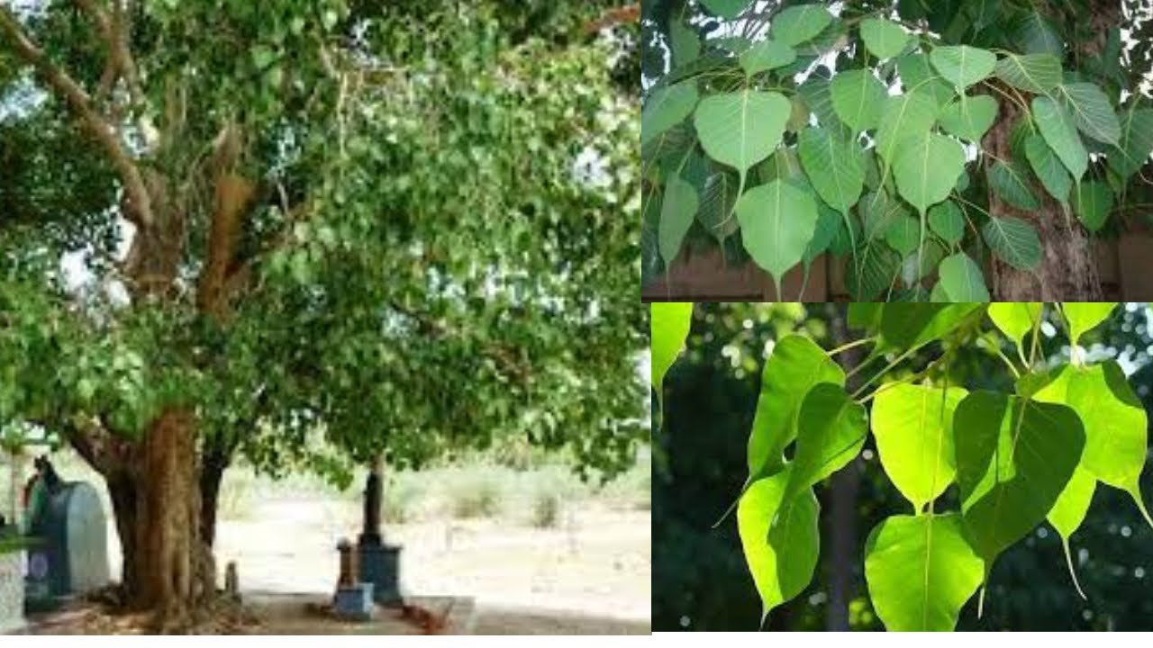அரச மரத்தின் இலைகள் தீர்க்கும் நோய்கள் | medicinal benefits of peepal tree leaves
