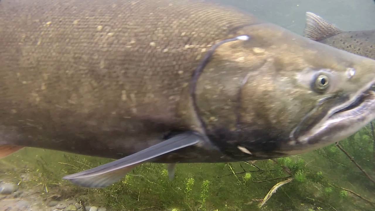 Salmon Life Cycle