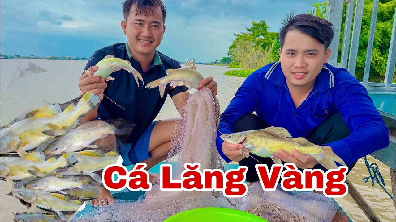 Quá Khủng Khi Hai Anh Em Chài Dính Siêu Phẩm Nguyên Đàn Cá Lăng Vàng Đặc Sản Trên Sông Vàm Nao 
