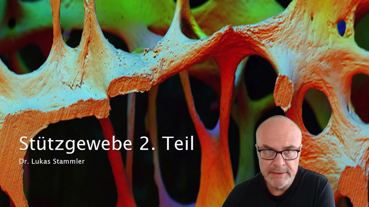 Stützgewebe 2. Teil