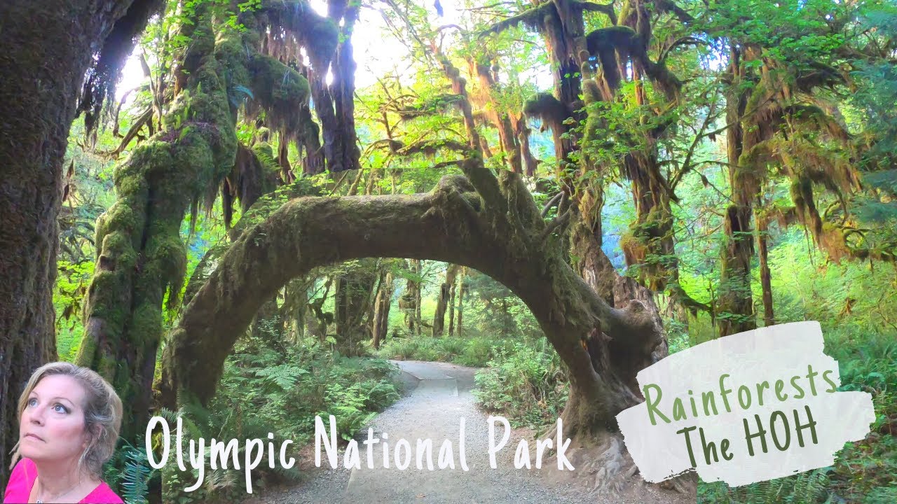 The HOH Rainforest of Olympic National Park - We Visited all of them Hoh | Quinault | Soleduck