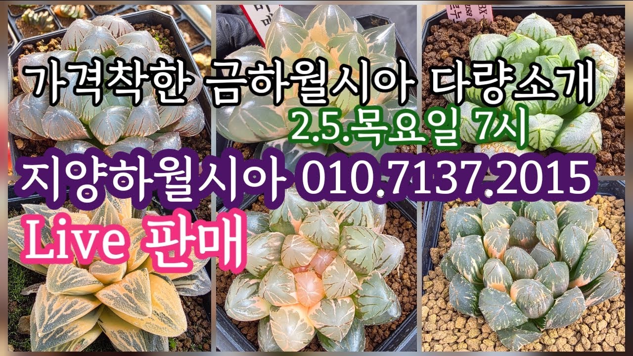 2.5.목요일 7시 지양하월시아 라이브 판매방송 💥 조직배양금 하월시아 다량 소개 💥 지양하월시아 010.7137.2015