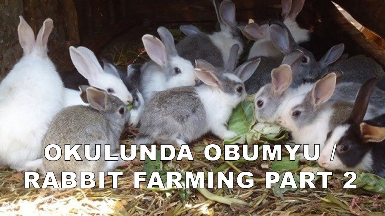 OKULUNDA OBUMYU / RABBIT FARMING PART 2