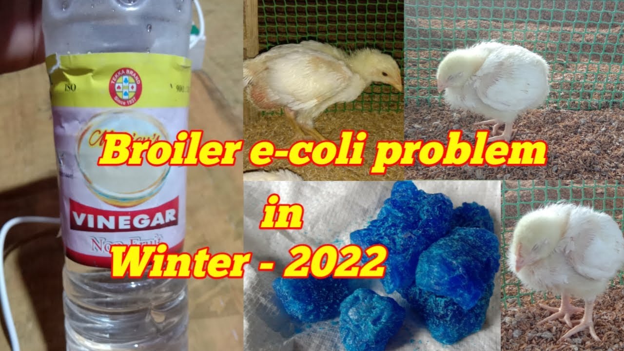 Broiler E coli problem, in winter 2022