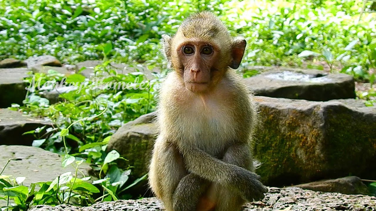 EVA MONKEY LOOK SO CUTE WHEN SHE SHOW HER STYLE