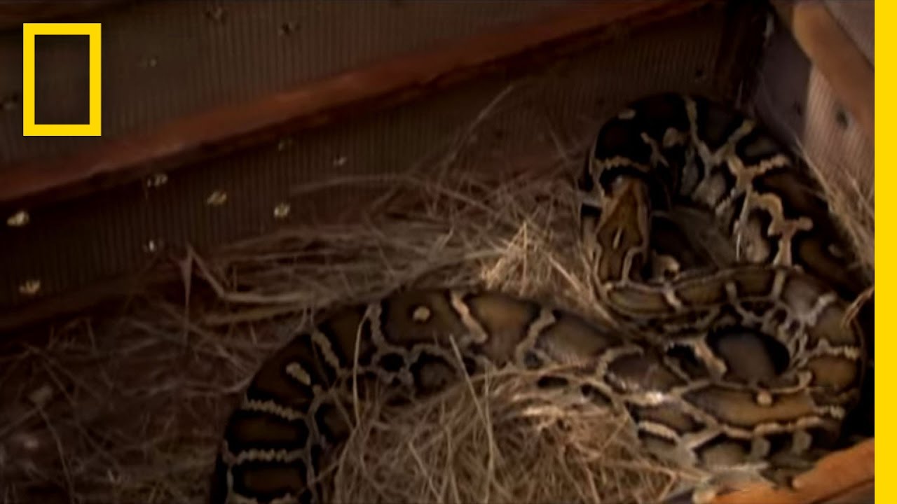 Pet Python Attack | National Geographic