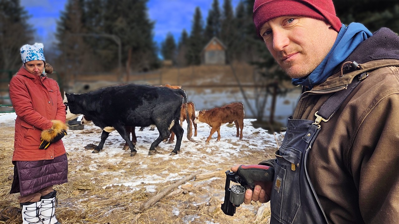 From Bull to Table: Homestead life, beef, Sourdough and Marital Strife!