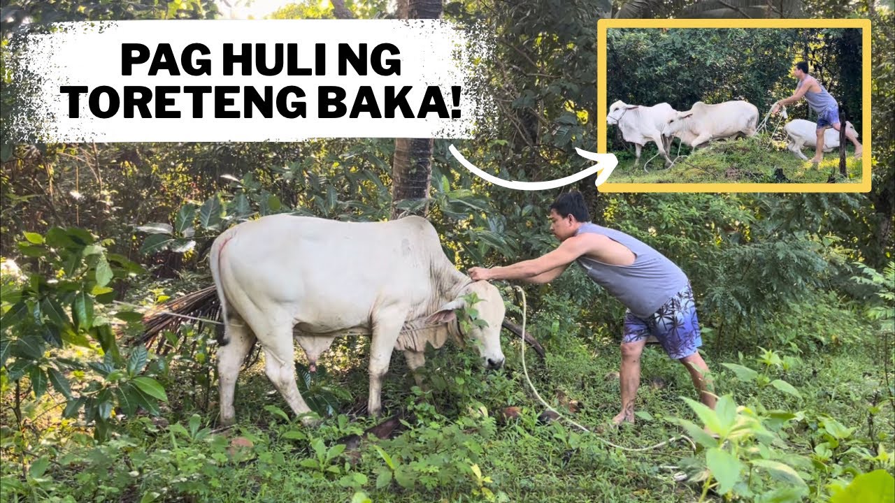 Pag Huli ng Toreteng Baka+ Tamang parang sa pagtatali ng bagong huling Baka 