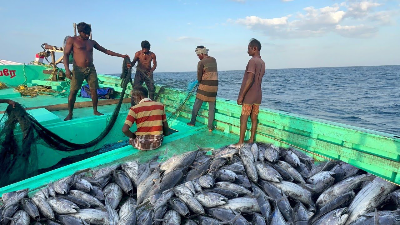 Wow 😲 First Day Gift Day 💢❗We Caught 1 Ton of Tune Fishes in Deep Sea Fishing