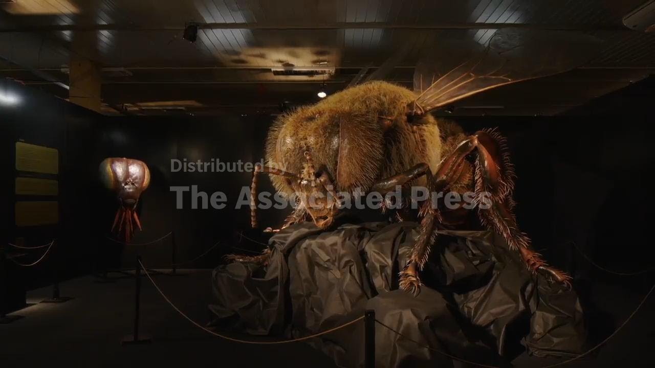 Monster insect sculptures highlight biodiversity crisis