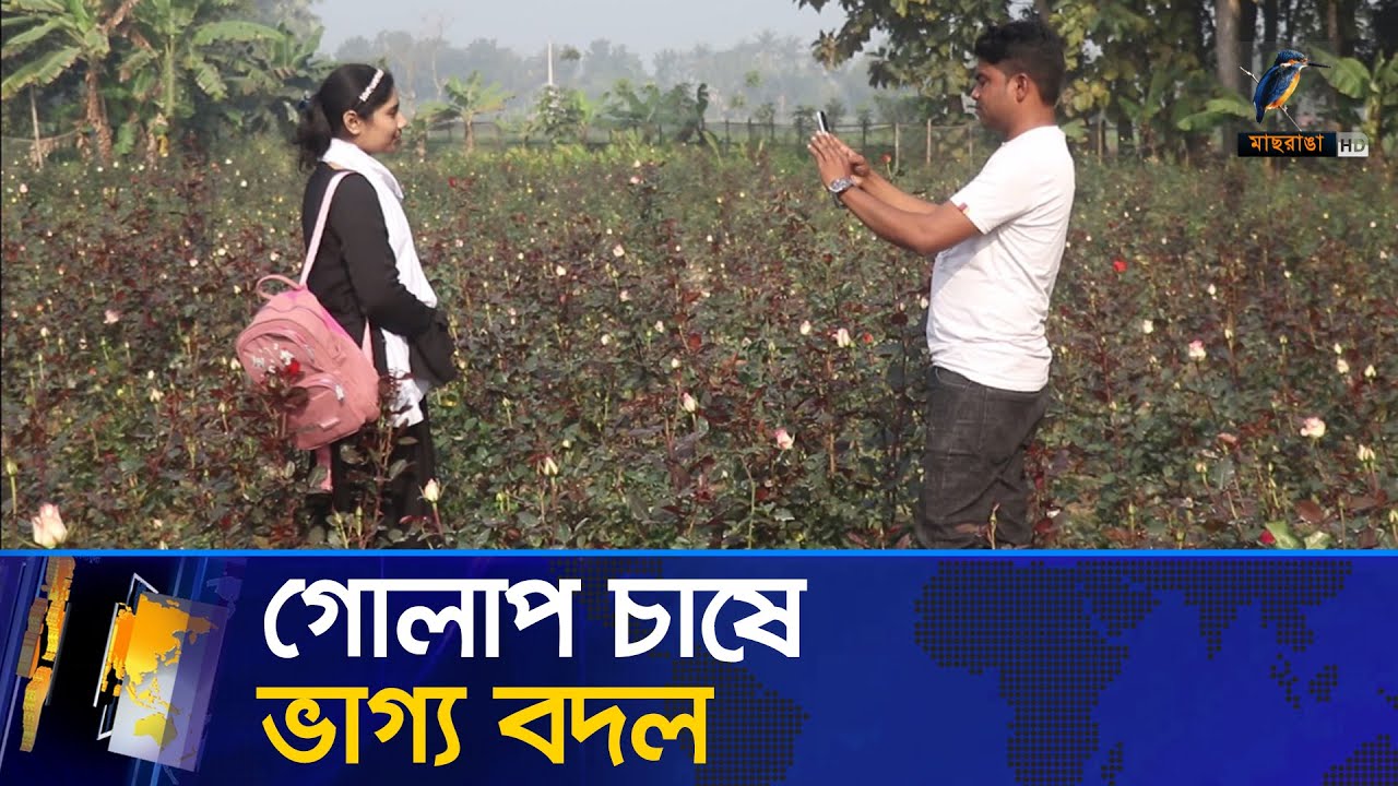 গোলাপ চাষে ভাগ্য বদল তিন ভাইয়ের | Maasranga News