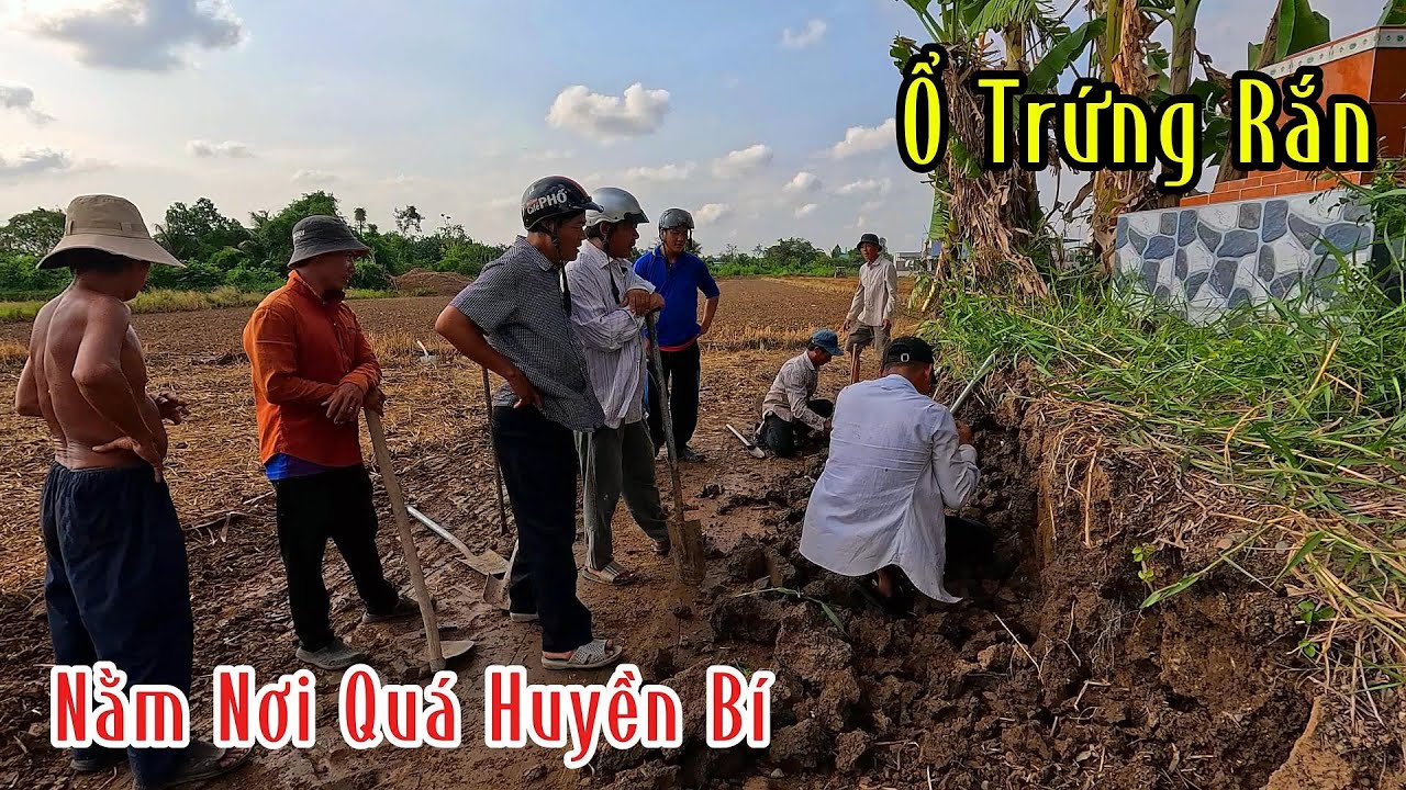 Cặp Rắn Hổ Mang Nó Ở Nơi Quá Bí Hiểm | Mười Thương Săn Bắt