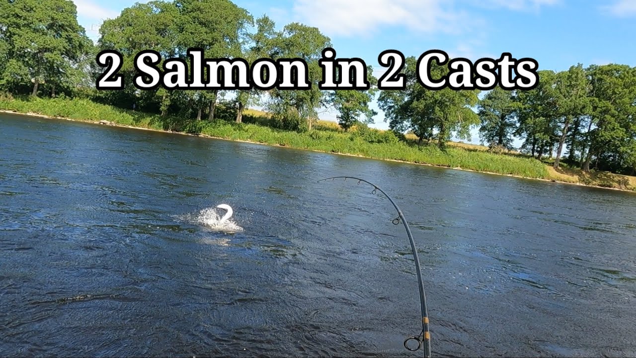 Salmon Fishing Walkmill River Tay 2 salmon in 2 casts