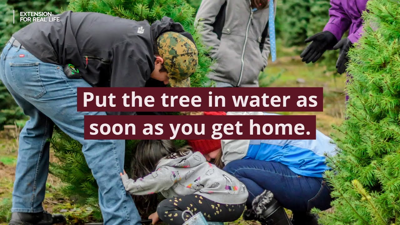 How to Care for a Real Christmas Tree