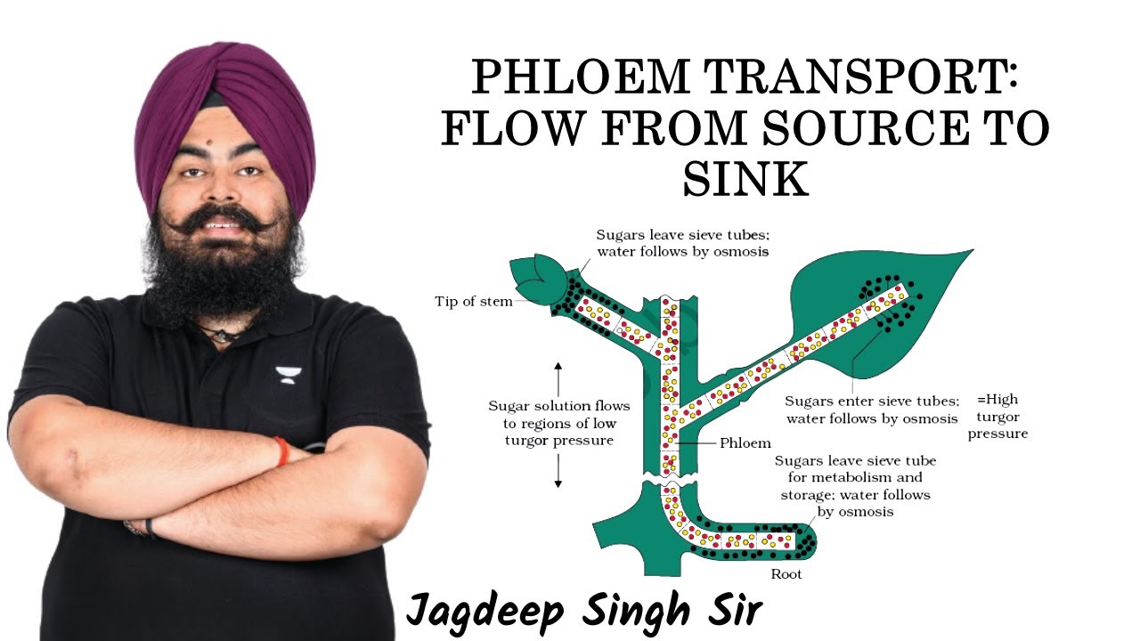 Phloem Transport | Jagdeep Sir | Kota Pulse By Unacademy