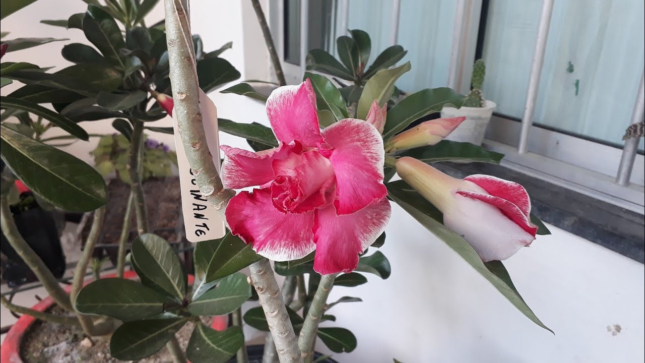 Npk caseiro que vai turbinar suas rosas do deserto na floração