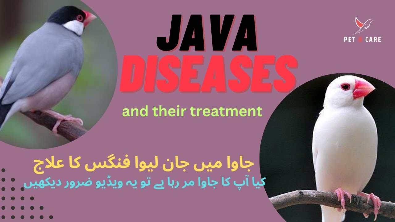 Java diseases , Symptoms , Treatment || Fungus in Java easy treatment || Java Sudden Death Causes ||