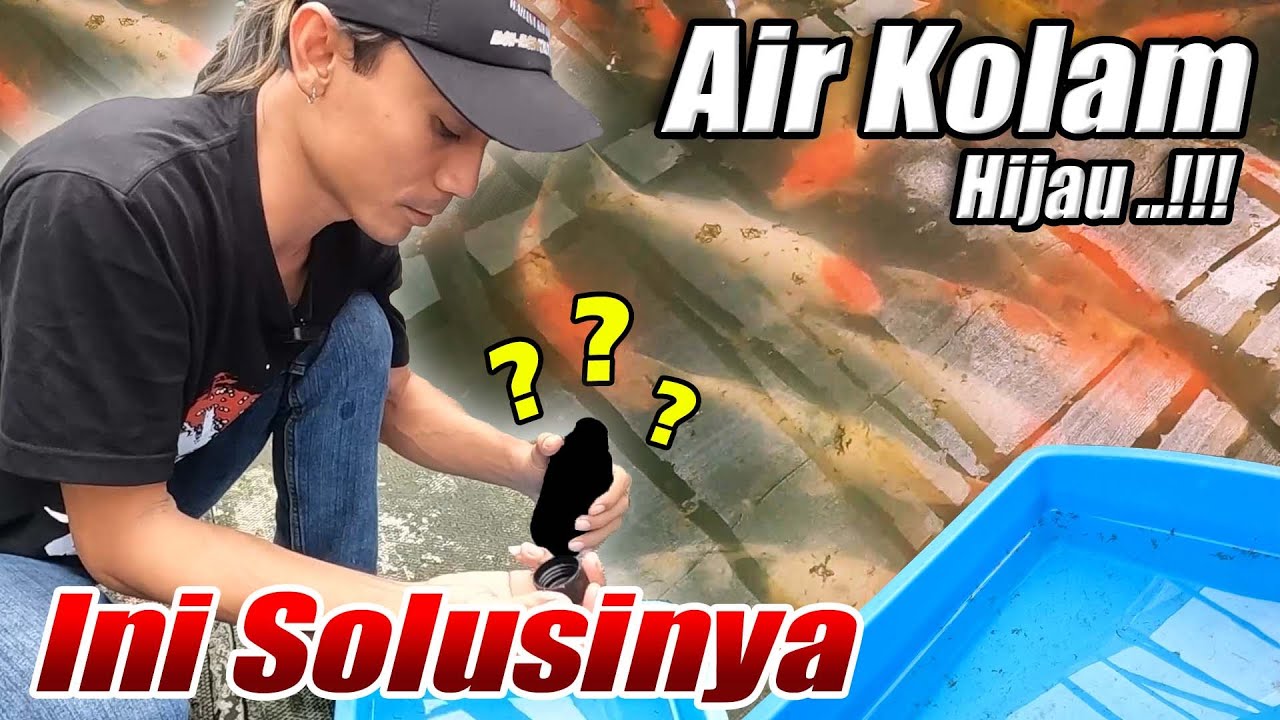 AIR KOLAM KOI HIJAU SUNGGUH MERESAHKAN UNTUNG ADA INI!  ___________________   Antie Algae & Parasite