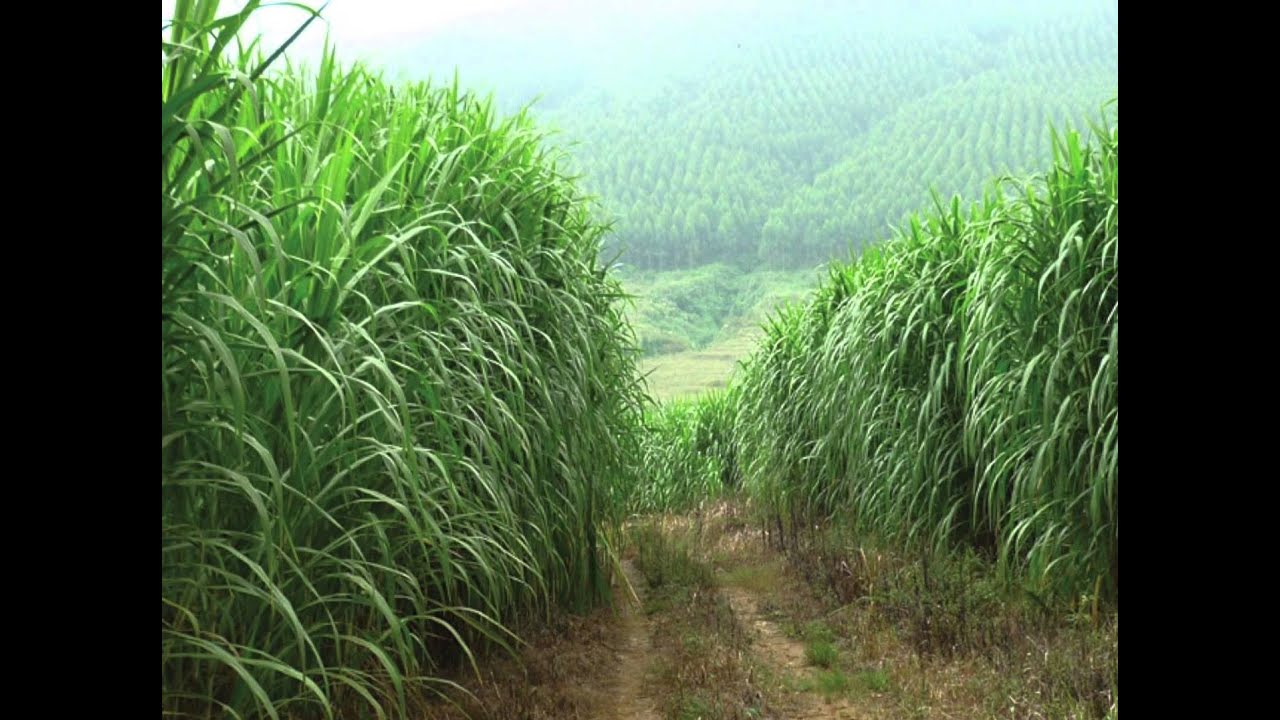 CBE Biomass Fuel Systems - Giant King Grass Test Shredding