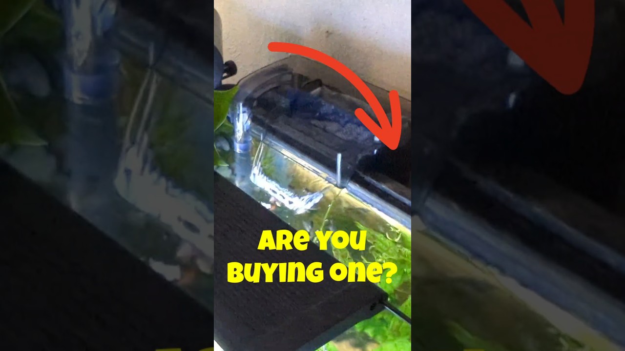 Is This Fluval Filter REALLY the King of Filters Now?