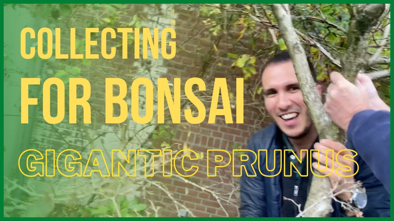 How to collect trees for bonsai: Gigantic Prunus