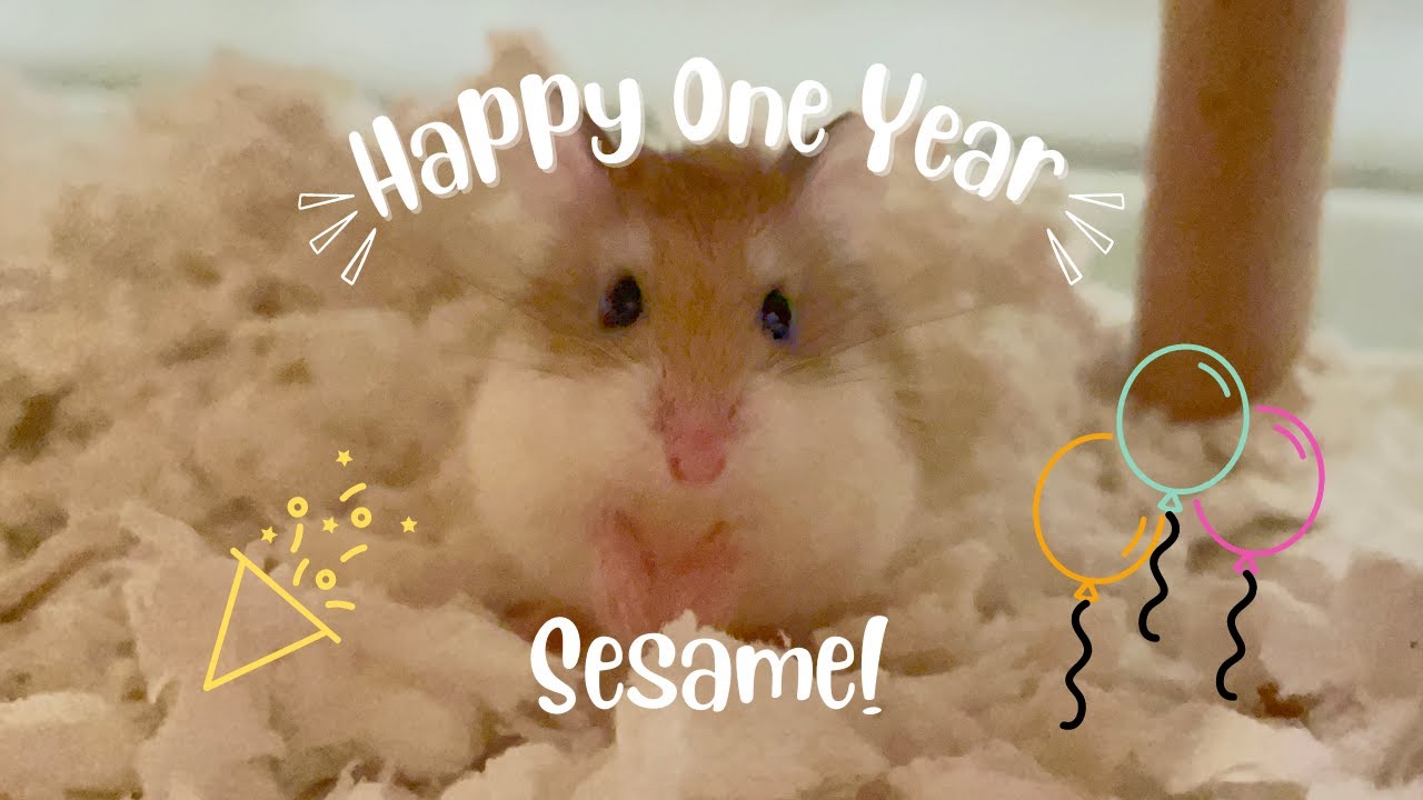 Hamster Daily 🐹 | Happy One Year with Sesame | 汤圆已经来我们家一年啦