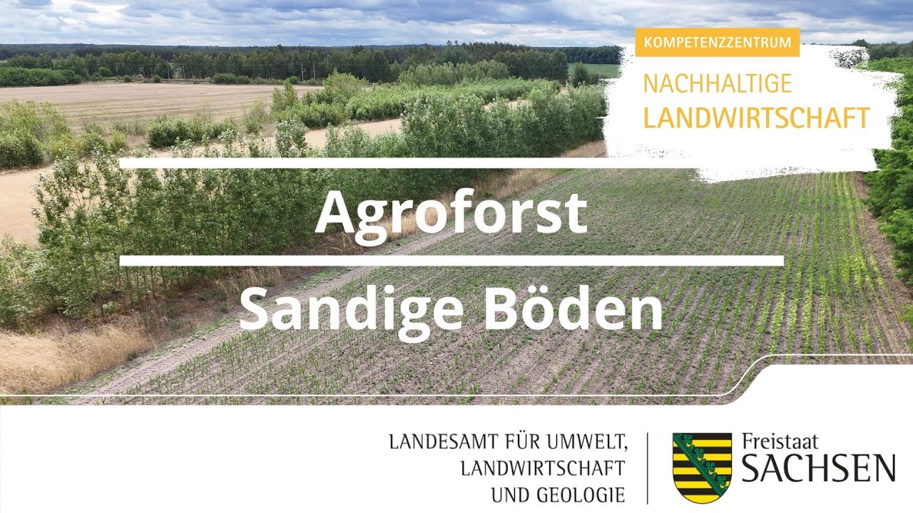 Agroforst auf sandigen Böden
