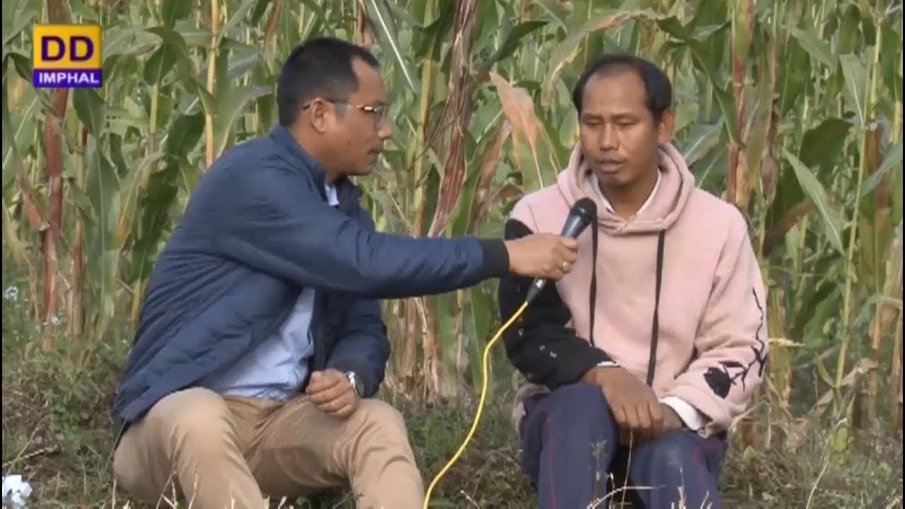 Louwu Singubagi Thouram | Maize cultivation at Uyungpok, Imphal East