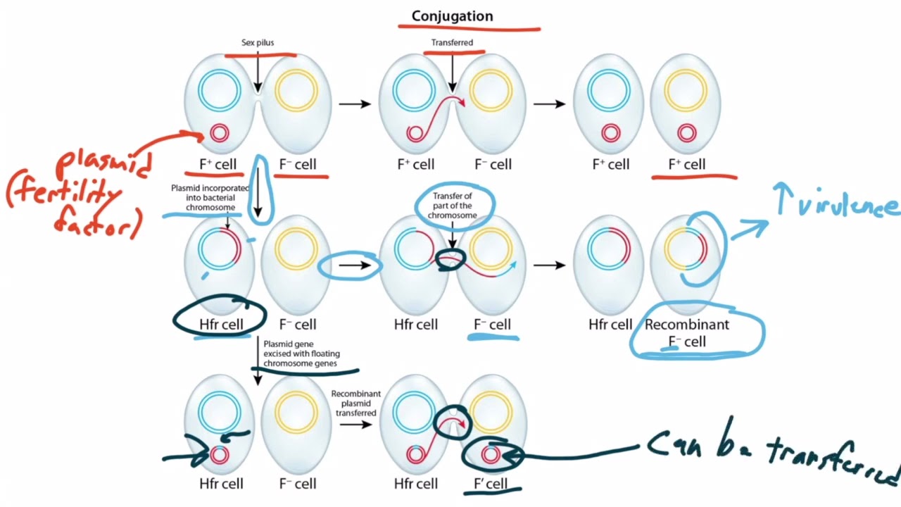 Bacterial Genetics for the USMLE Step 1