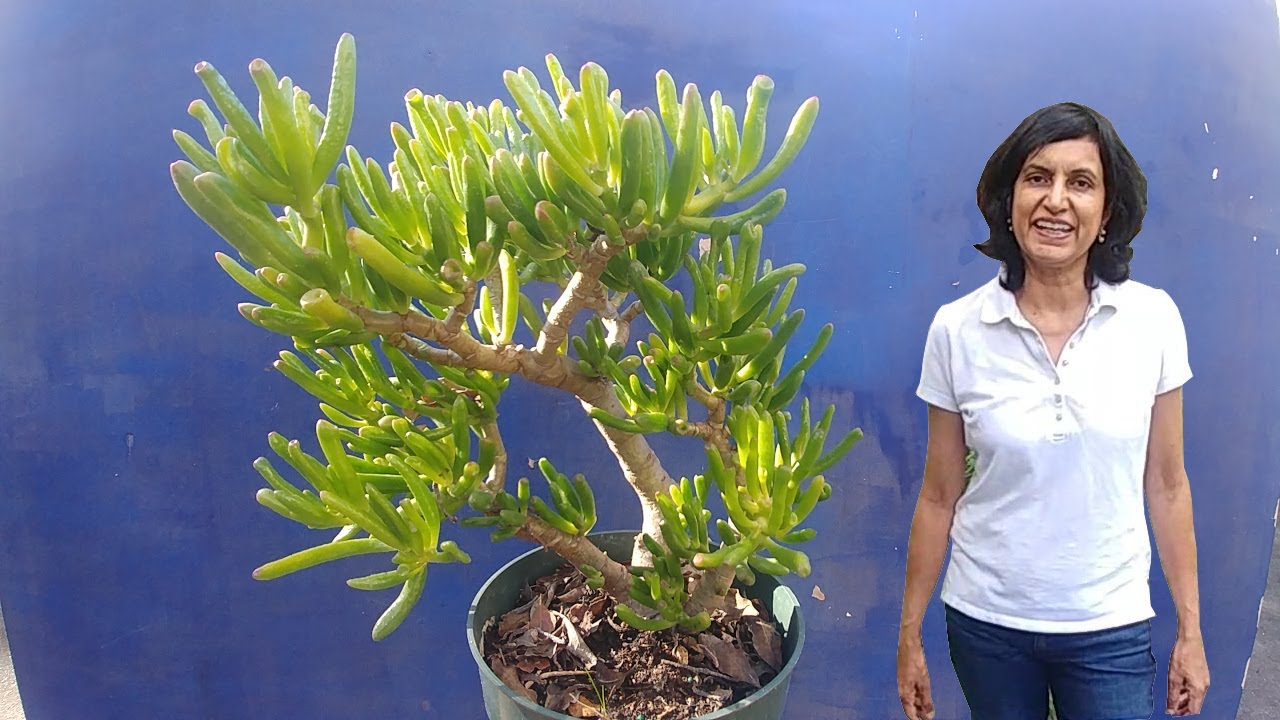 Propagating Gollum Jade (with updates)