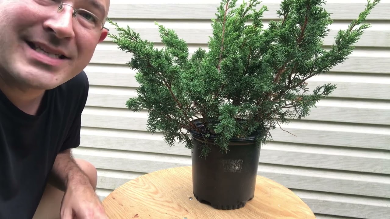 Part 6: Foliage selection, graft material, softwood and hardwood juniper cuttings for tanuki bonsai.