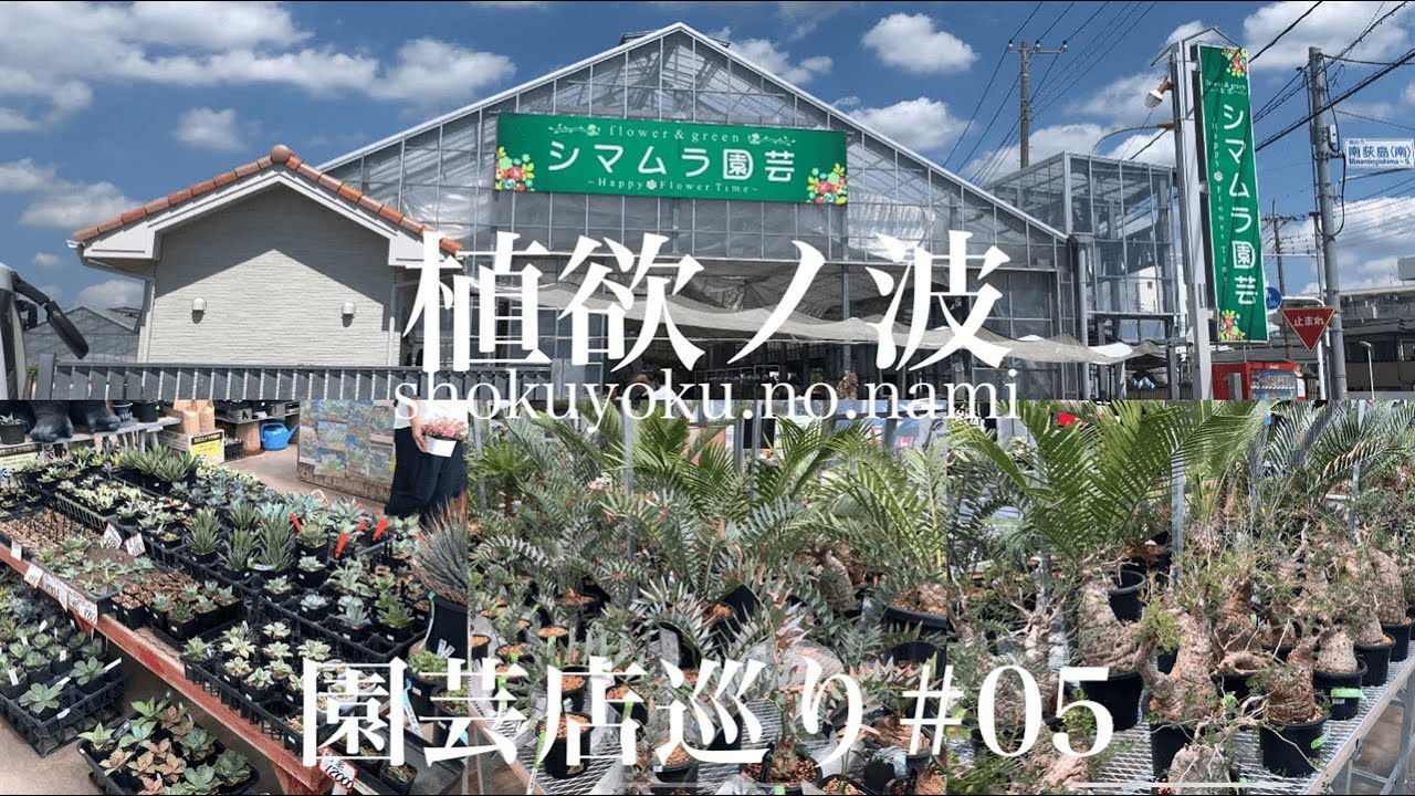 【園芸店巡り#05】改装したシマムラ園芸に行ってきた！