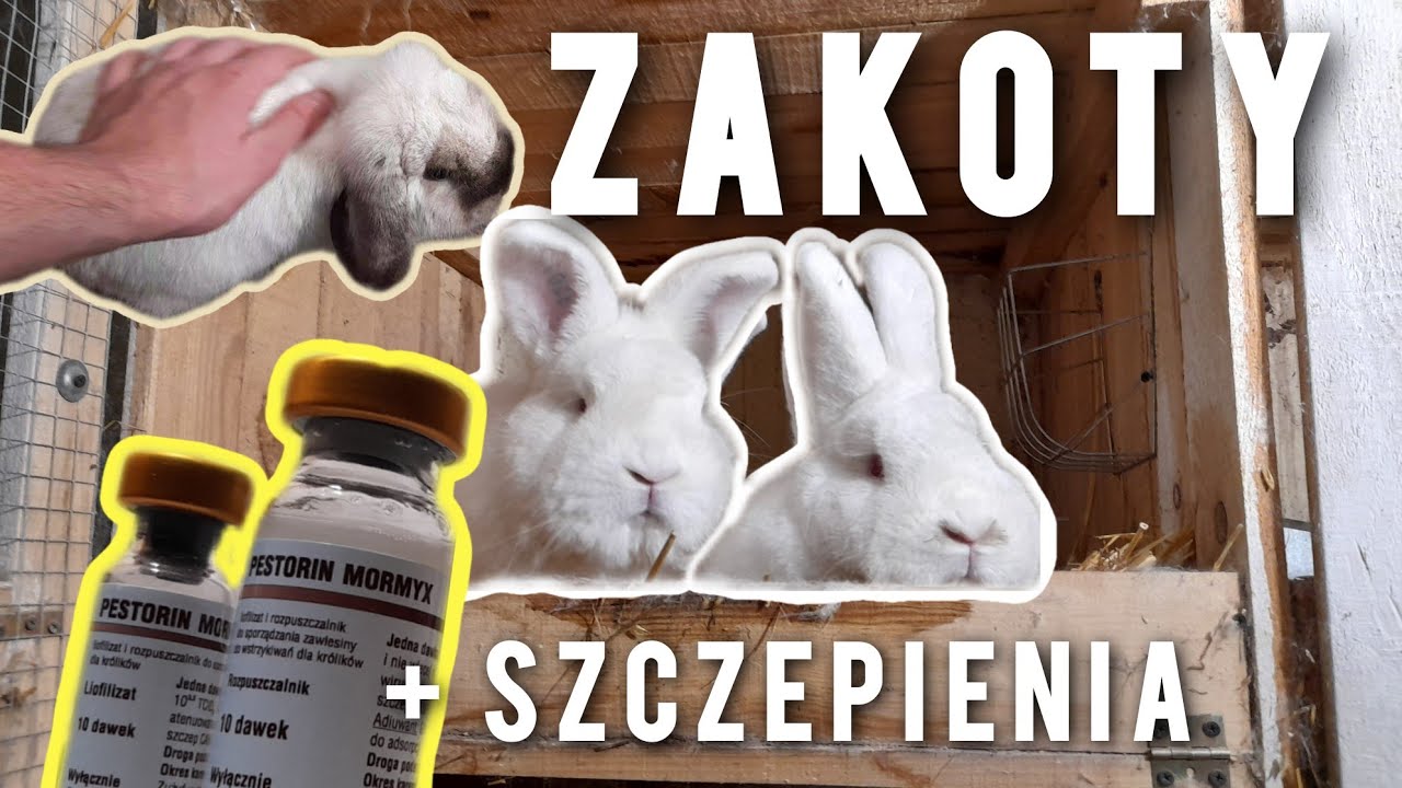 ZAKOT SAMICY - szczepienia i sprzedaż królików