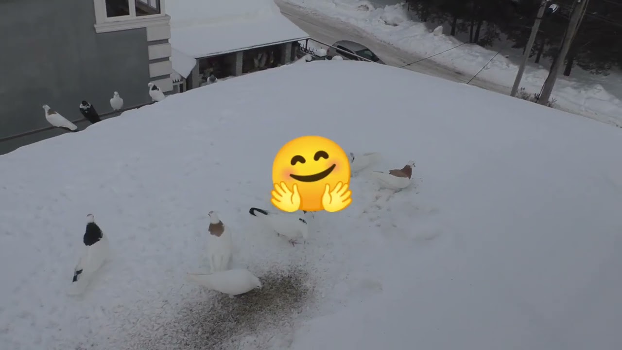 Умный голубь не ждёт атаки ястреба !