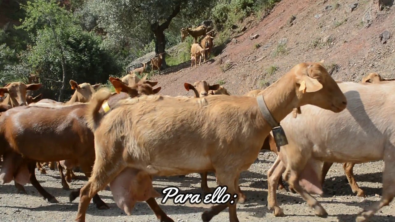 QUESOS EL ALBAREJO