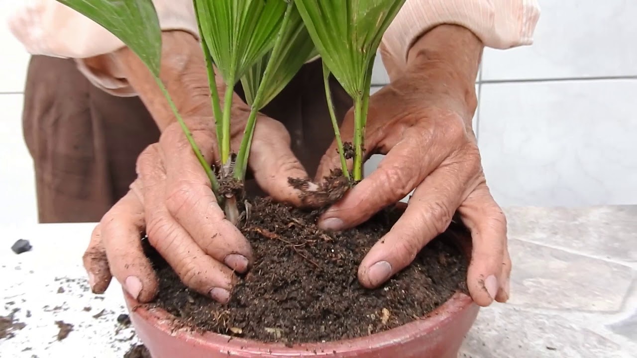 Mantenimiento y arreglo de una palmera