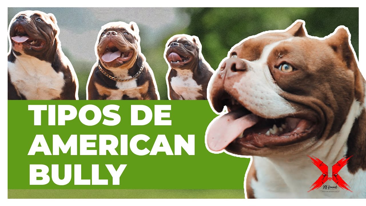 AMERICAN BULLY e suas variações | XB Kennel