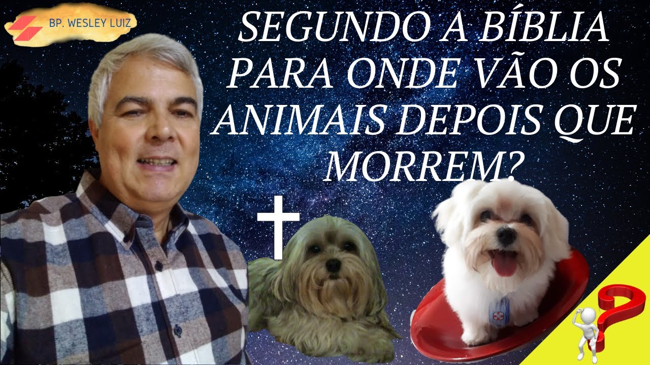 Segundo a Bíblia para onde vão os Animais depois que morrem?
