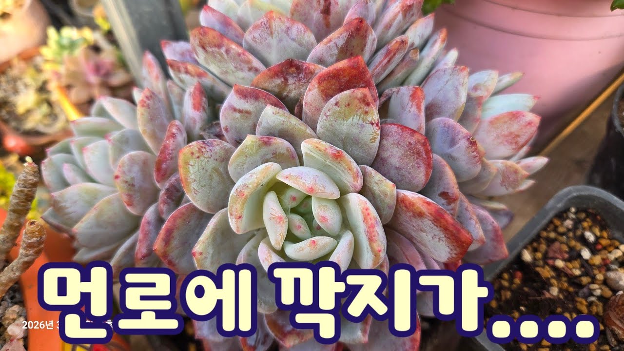 먼로군생에 깍지가 ! 근데 너무 탄탄하고 예뻐서 깍지있는 줄 몰랐어요~ 