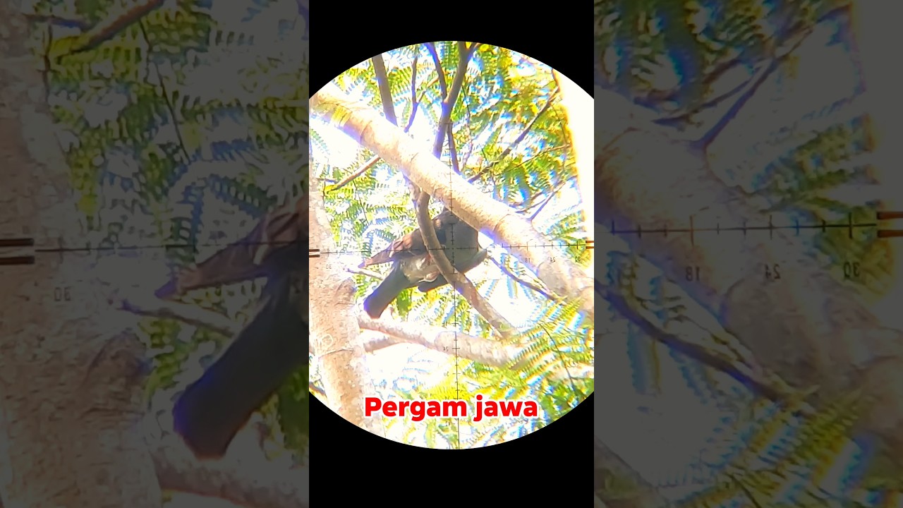 Berburu pergam Super jumbo ❗