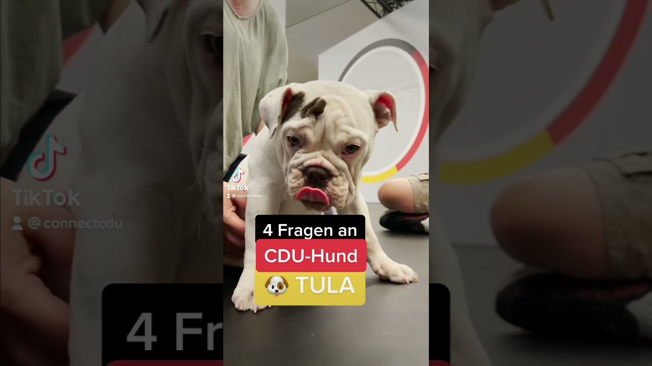 4 Fragen an CDU-Hund Tula #shorts