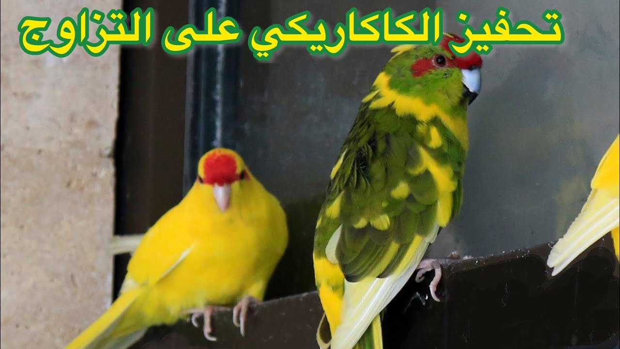 اقوى محفز لبغبغاء الكاكاريكي على التزاوج