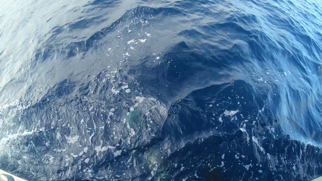 Sharks circling